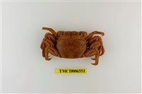 藏品(美麗斜紋蟹)的圖片